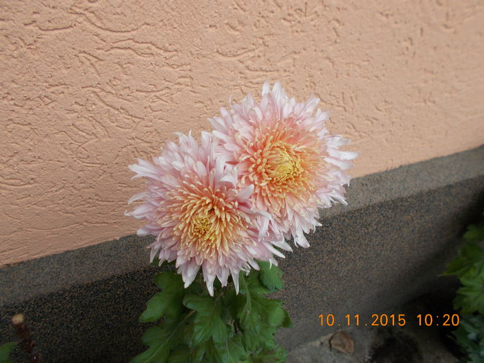 somon inalt - CRIZANTEME 2015
