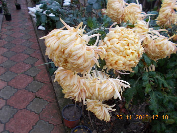 galben chihlimbar - CRIZANTEME 2015