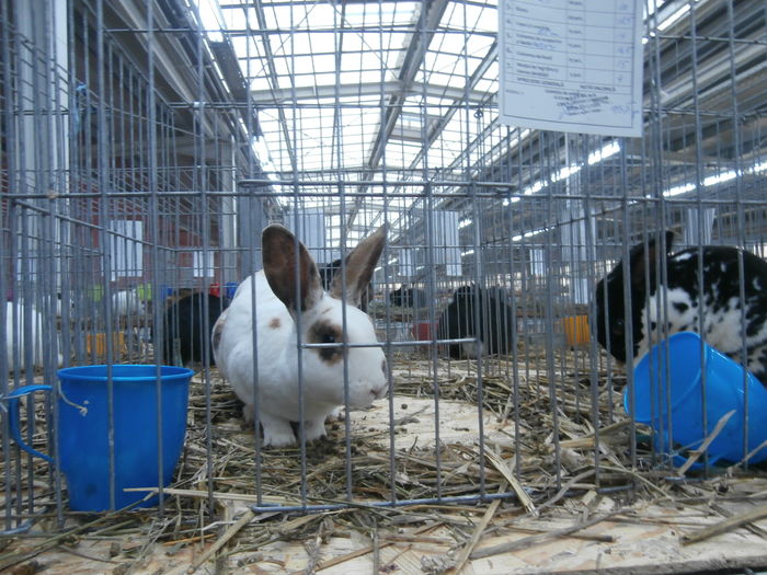 PC050027 - S-Expozitie Nationala a Romaniei Lugoj 2015