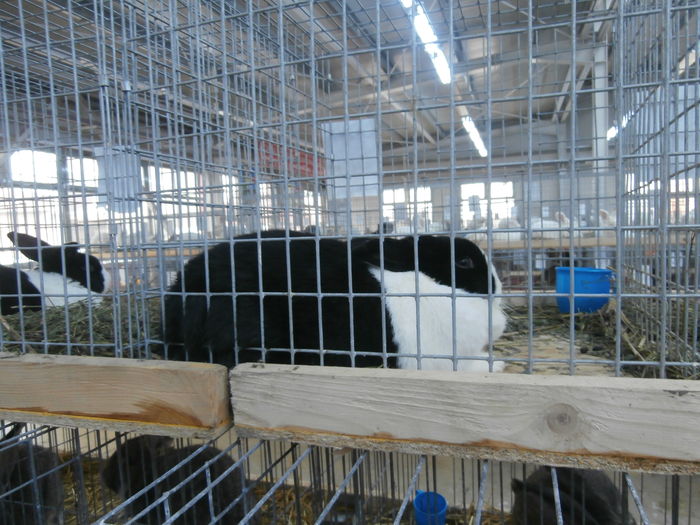 PC050042 - S-Expozitie Nationala a Romaniei Lugoj 2015