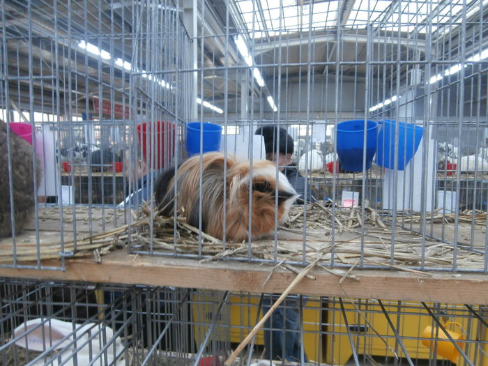 PC050082 - S-Expozitie Nationala a Romaniei Lugoj 2015