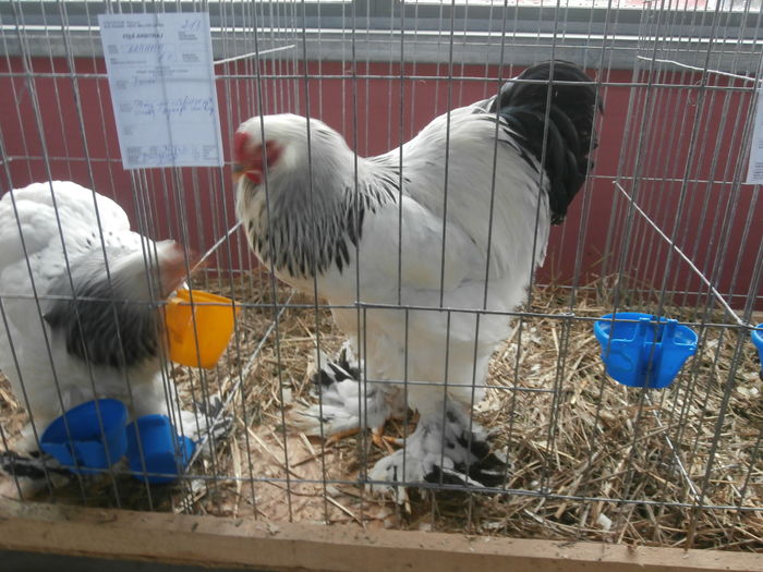 PC050125 - S-Expozitie Nationala a Romaniei Lugoj 2015