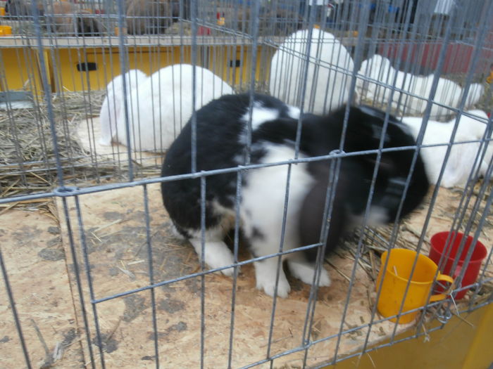 PC050133 - S-Expozitie Nationala a Romaniei Lugoj 2015