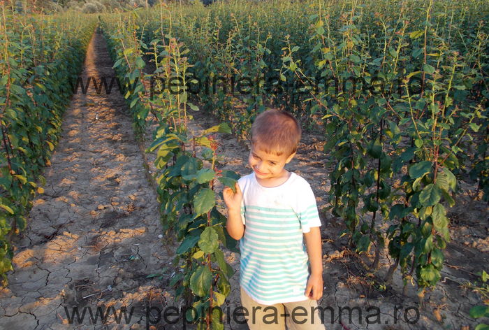 Productie pomi fructiferi altoiti; Pepiniera Emma - 2015
www.pepiniera-emma.ro
