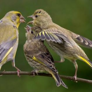 673027_06f0c443348a1bb48df8d10c014c2e4c_mdsq - BIRDS