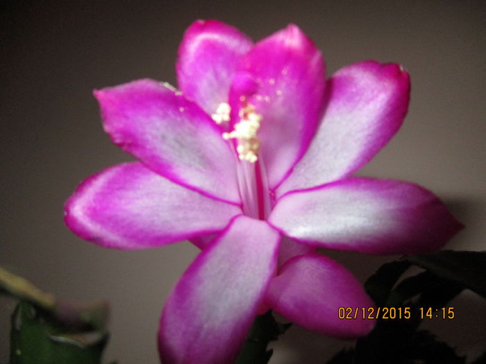 IMG_0298 - Florile mele decembrie 2015