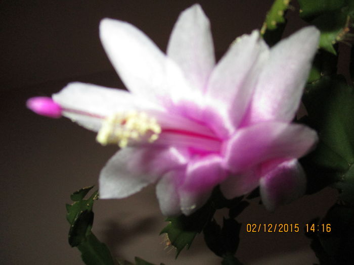 IMG_0300 - Florile mele decembrie 2015