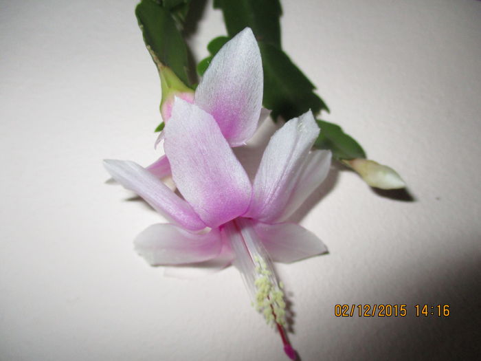 IMG_0301 - Florile mele decembrie 2015
