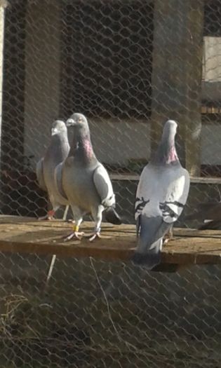 20151206_114357 - Porumbei voiajori