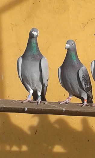 20151206_114425 - Porumbei voiajori