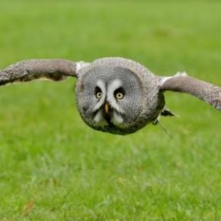 673029_393a12843f353c0680949ac069e4e8d2_mdsq - BIRDS