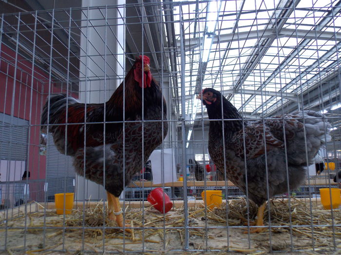 DSCN0540 - EXPO-2015-NATIONALA LUGOJ