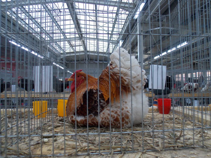 DSCN0542 - EXPO-2015-NATIONALA LUGOJ