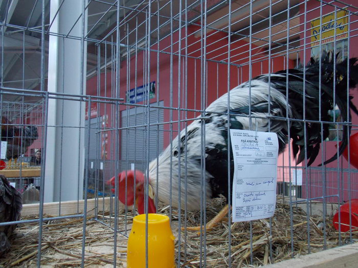 DSCN0553 - EXPO-2015-NATIONALA LUGOJ