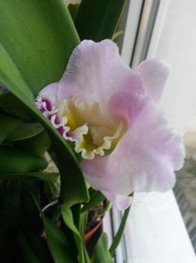 cattleya 1 2015.12.06 1