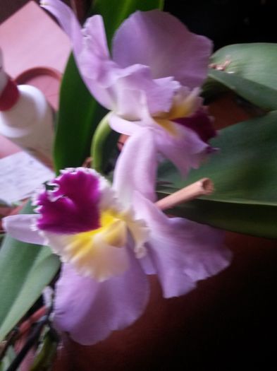 cattleya roz mare 2015.12.06 2