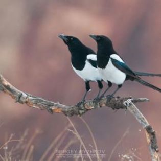 673123_ef4724d428675a76aa33508e7484e11f_mdsq - BIRDS