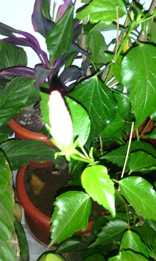 IMG_20151206_081719[1] - hibii mei