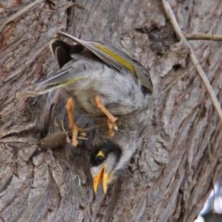 673201_482d2dfc6f695cb77188e0a4fddb8490_mdsq - BIRDS
