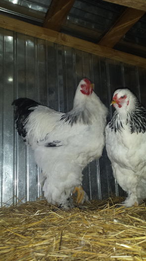 20151206_154146 - tineret 2015