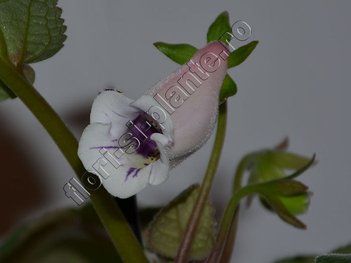 Sinningia Luci s Dragonfly Pink - GLOXINIA _ SINNINGIA 2