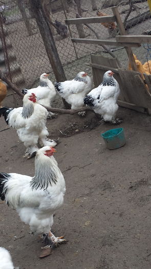 20151206_154907 - tineret 2015