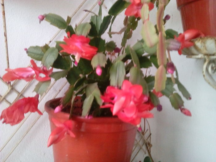 IMG_20151206_154506 - Schlumbergera