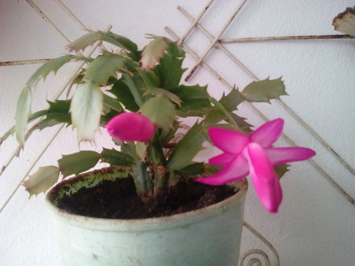 IMG_20151206_154516 - Schlumbergera