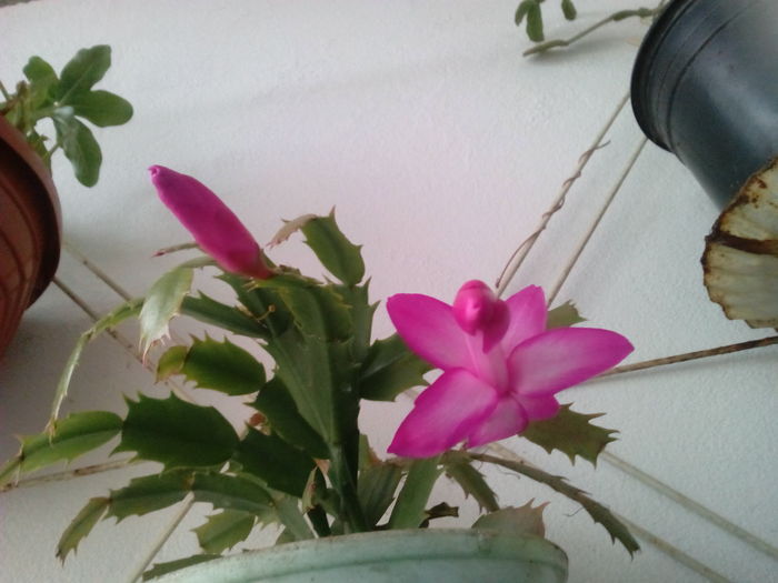 IMG_20151206_154527 - Schlumbergera