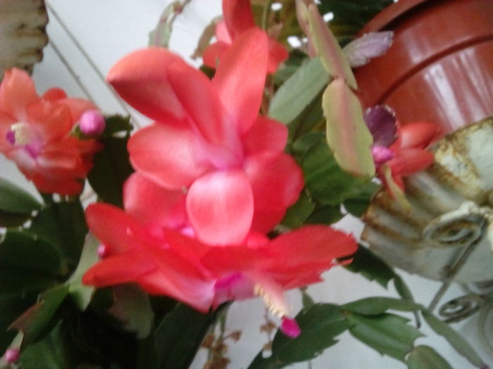 IMG_20151206_154538 - Schlumbergera