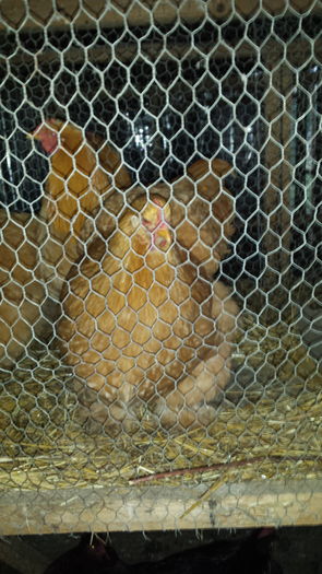 20151206_154327 - tineret 2015