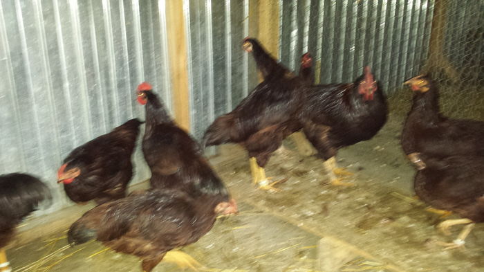 20151206_154309 - tineret 2015