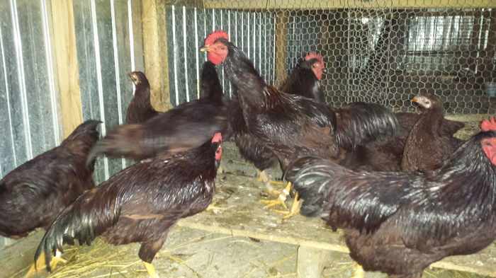 20151206_154252 - tineret 2015