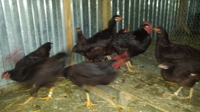 20151206_154300 - tineret 2015