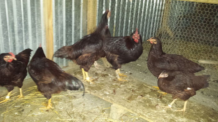 20151206_154304 - tineret 2015