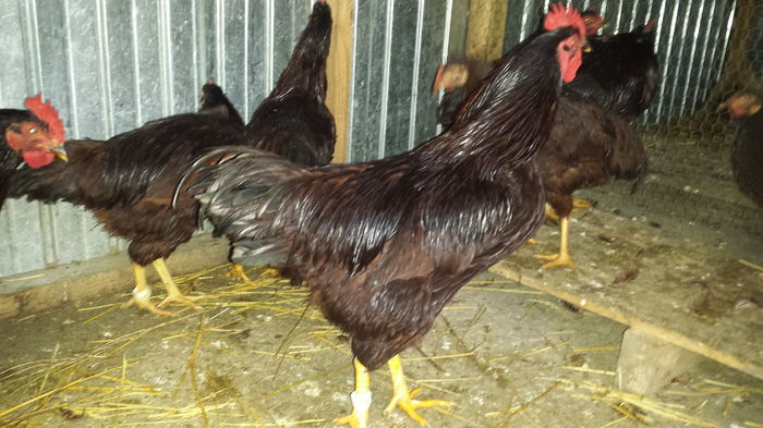 20151206_154244 - tineret 2015