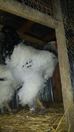 20151206_154215 - tineret 2015