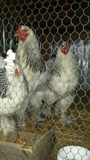 20151206_154120 - tineret 2015