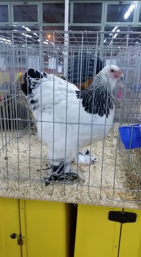 12294751_894200254009368_1638189833579283232_n