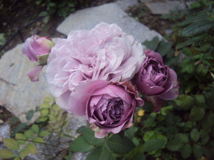 DSC06949 - Lavender Ice