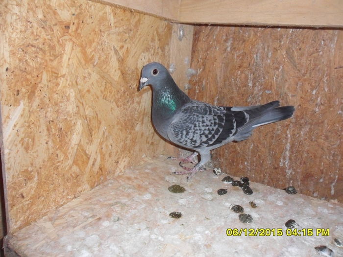 femela 2015; zburata ca pui pana la Vama Veche
50 lei
