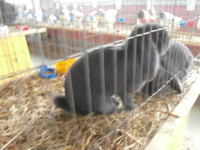 PC050138 - S-Expozitie Nationala a Romaniei Lugoj 2015