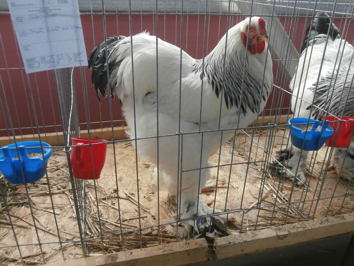 PC050139 - S-Expozitie Nationala a Romaniei Lugoj 2015