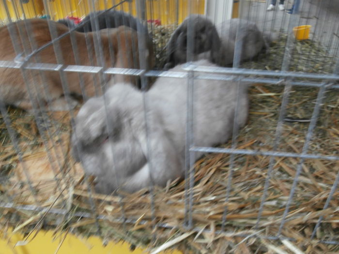 PC050145 - S-Expozitie Nationala a Romaniei Lugoj 2015
