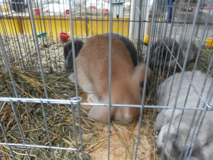 PC050146 - S-Expozitie Nationala a Romaniei Lugoj 2015