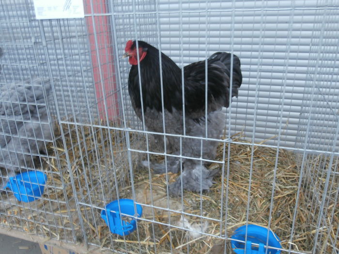 PC050149 - S-Expozitie Nationala a Romaniei Lugoj 2015