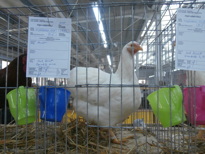 PC050156 - S-Expozitie Nationala a Romaniei Lugoj 2015