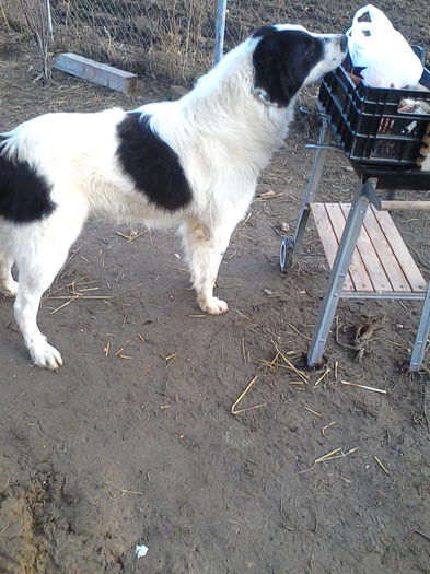 IMG_20151206_155329; ursu 1 an si 8 luni
