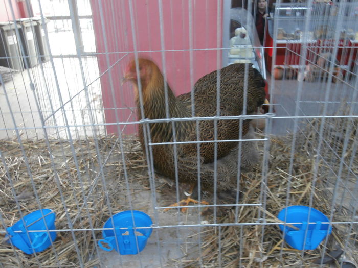 PC050190 - S-Expozitie Nationala a Romaniei Lugoj 2015