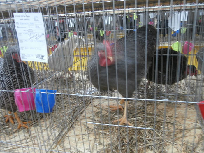 PC050196 - S-Expozitie Nationala a Romaniei Lugoj 2015